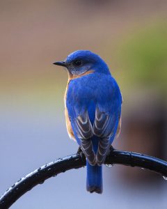 good bird of happiness