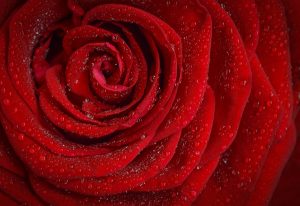 poets roses